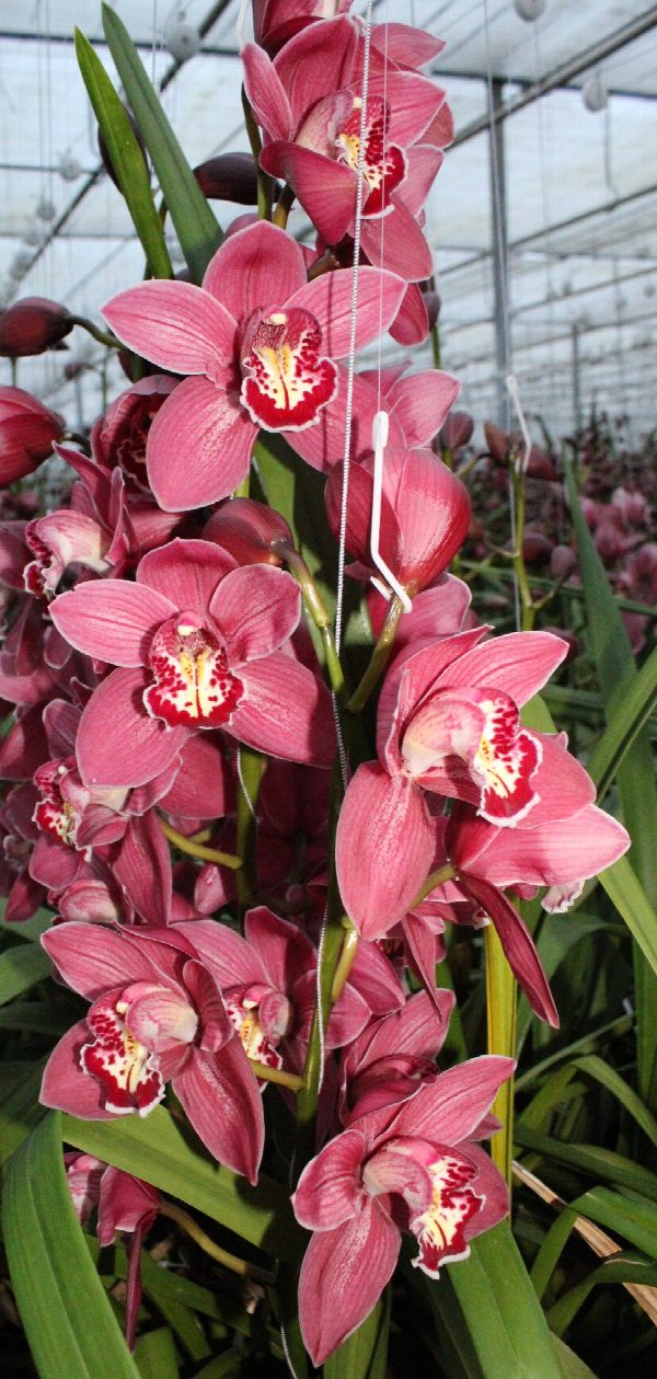 Cymbidium large flowered TRINITY, photo 3