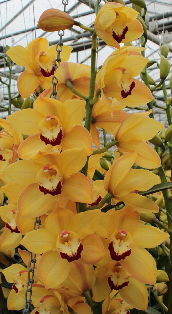 Cymbidium large flowered SUSAN, foto 5