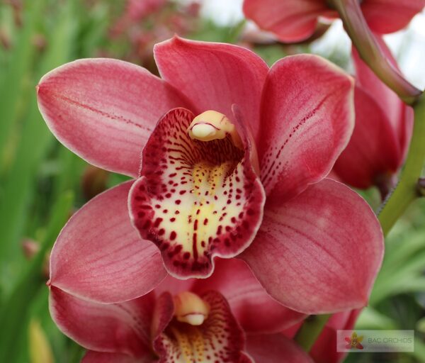 Cymbidium large flowered BOLOGNA, фото 3