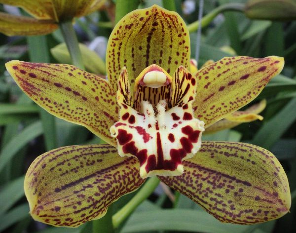 Cymbidium large flowered JUNGLE MIRACLE, foto 3