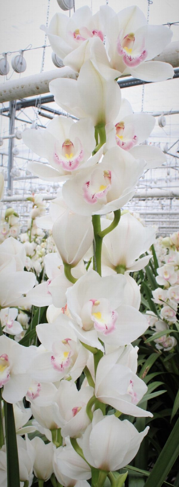 Cymbidium large flowered KILIMANJARO, foto 2