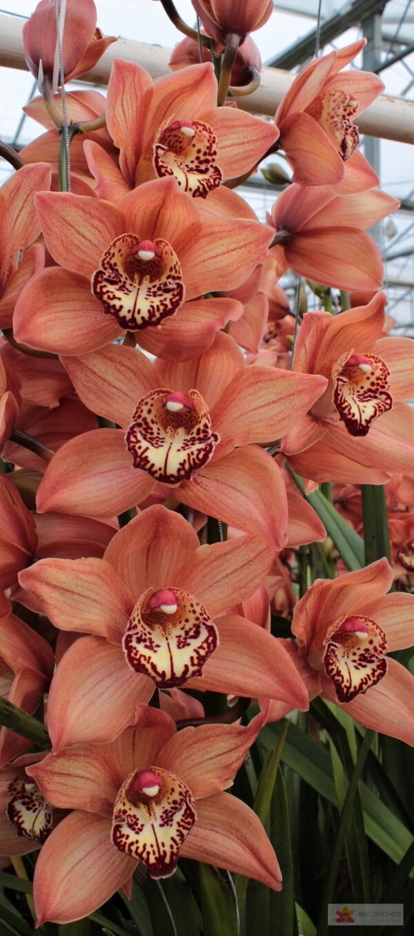 Cymbidium large flowered BROWNY, foto 4