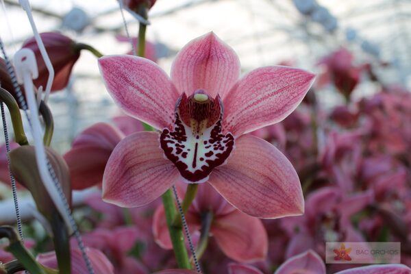 Cymbidium large flowered PIN-UP, foto 2