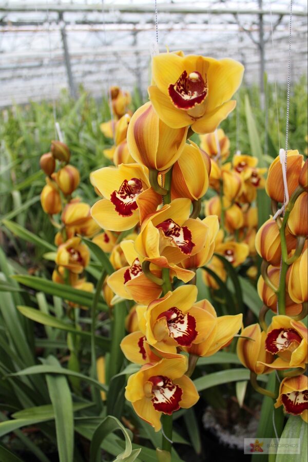 Cymbidium large flowered ORANGE FAVORIT, foto 2