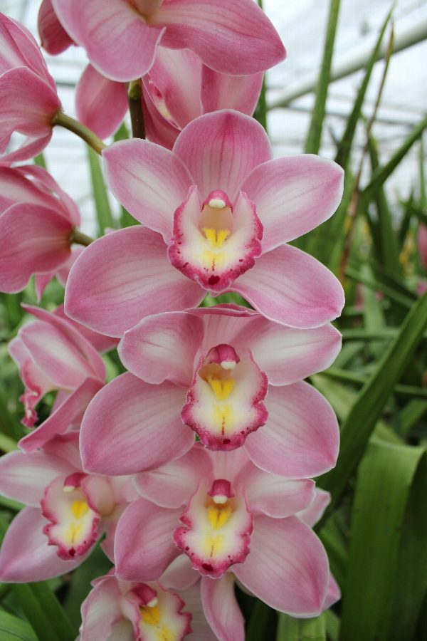 Cymbidium large flowered AQUARELLA, foto 2