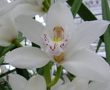 Cymbidium large flowered SILVER, foto 4