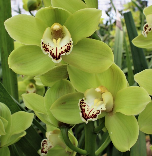 Cymbidium large flowered OVATI EMERALD, foto 3