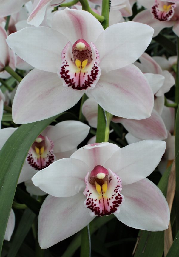 Cymbidium large flowered WESTERN ROSE