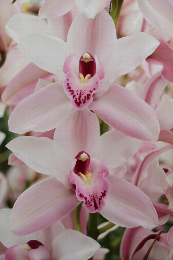 Cymbidium large flowered JOAL, foto 2