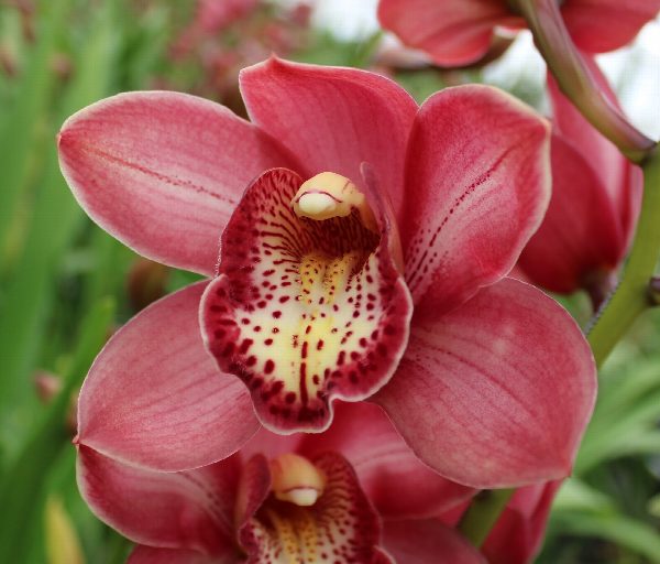 Cymbidium large flowered BOLOGNA, фото 5