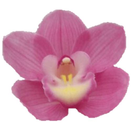 Cymbidium large flowered MARITA, foto 3