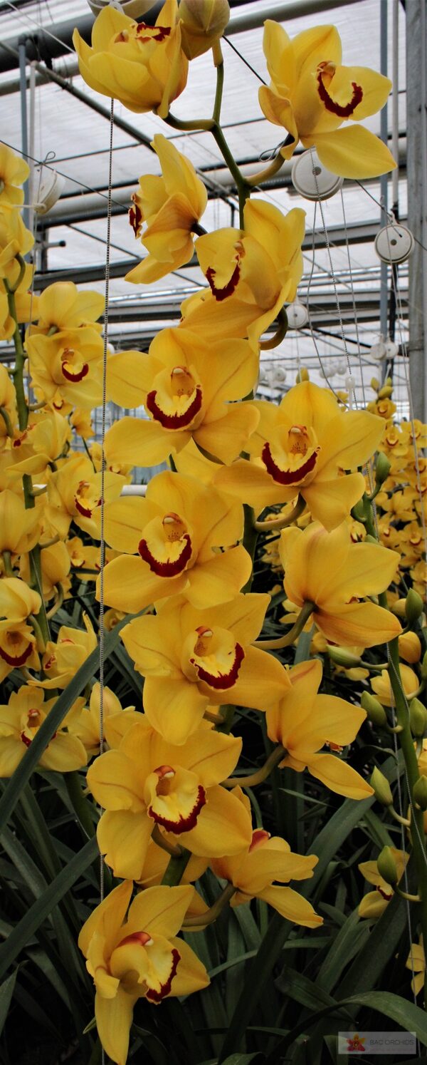 Cymbidium large flowered SUNGLOW, foto 5