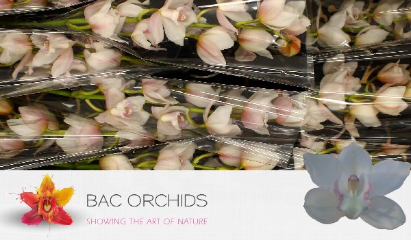 Cymbidium large flowered SNOWCASTLE, foto 4