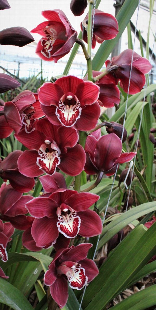 Cymbidium large flowered CHARLOTTE, фото 4