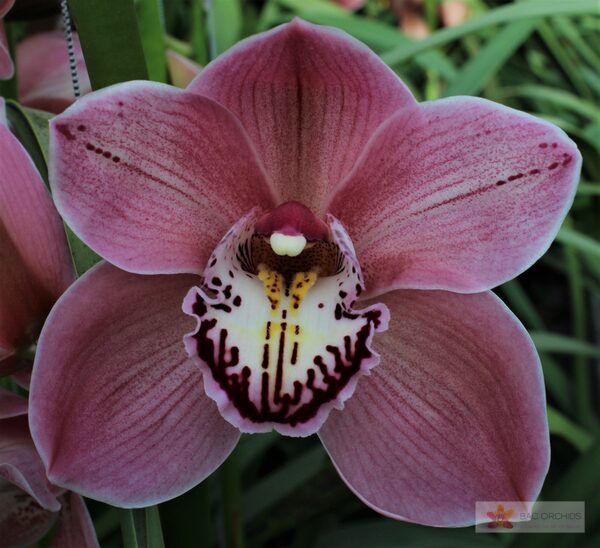 Cymbidium large flowered JET SET, foto 2
