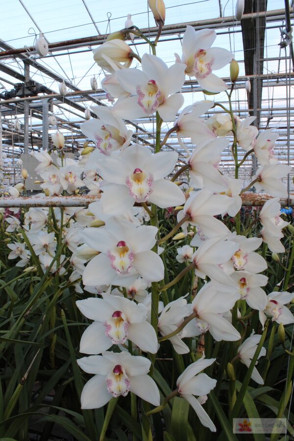 Cymbidium large flowered WHITE SENSATION, foto 2