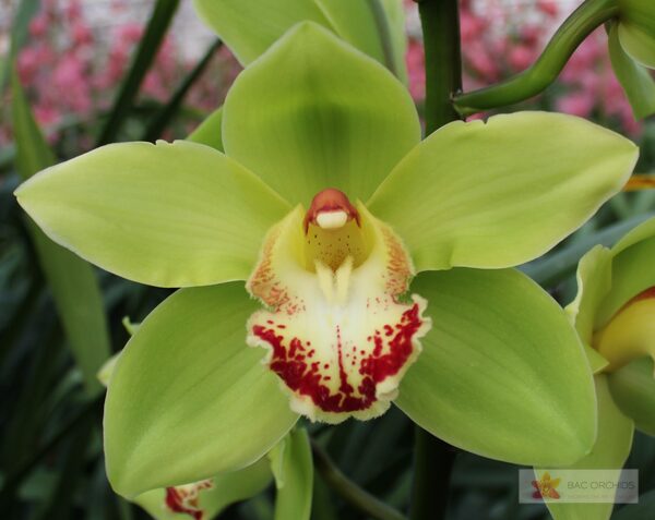 Cymbidium large flowered NOAH, foto 4