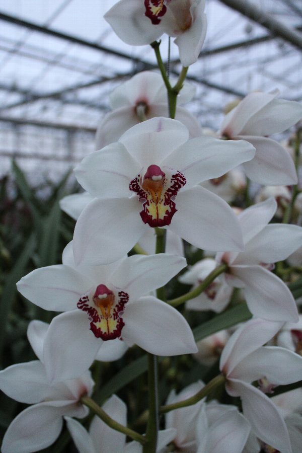 Cymbidium large flowered Cymb T Judas, foto 3
