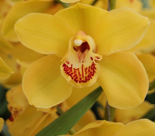 Cymbidium large flowered DIONA, photo 4