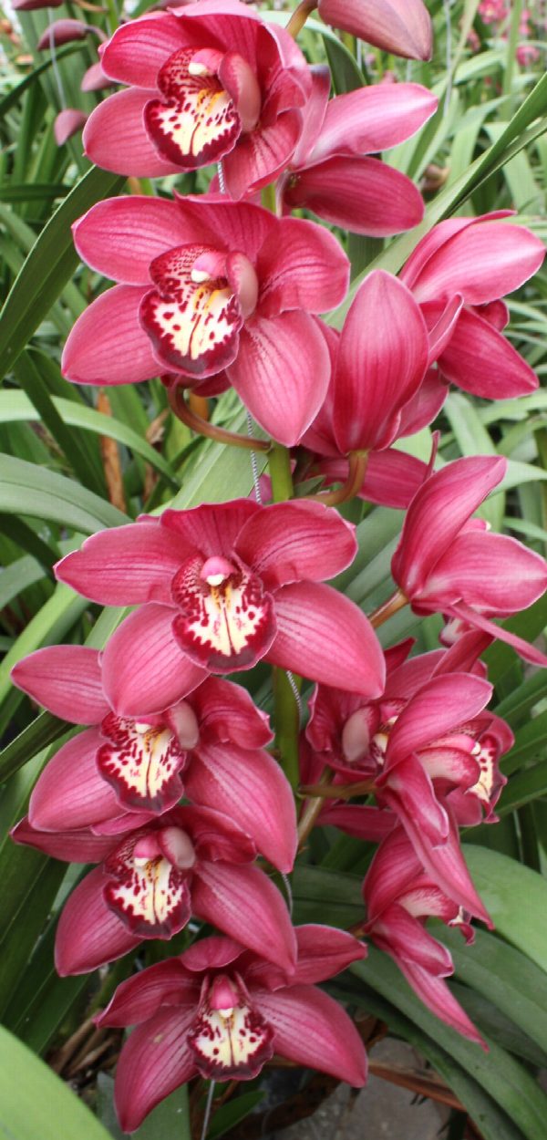 Cymbidium large flowered BAROLO, foto 4