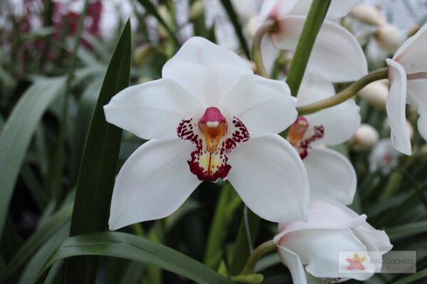 Cymbidium large flowered MAZURKA, foto 4