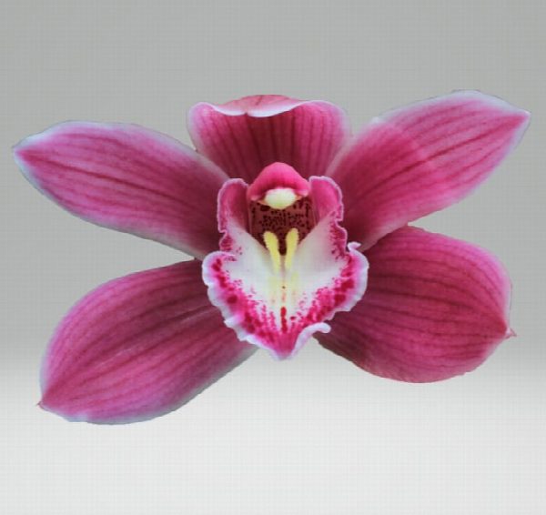 Cymbidium large flowered BRYCE, foto 4