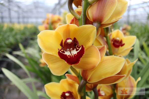 Cymbidium large flowered ORANGE FAVORIT, foto 3