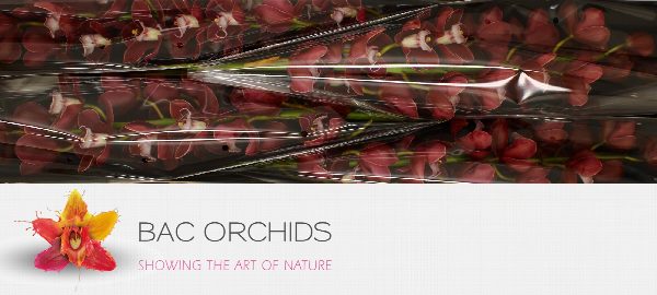 Cymbidium large flowered Blazing Fury Hades, foto 2