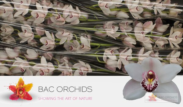 Cymbidium large flowered WESTERN ROSE, foto 3