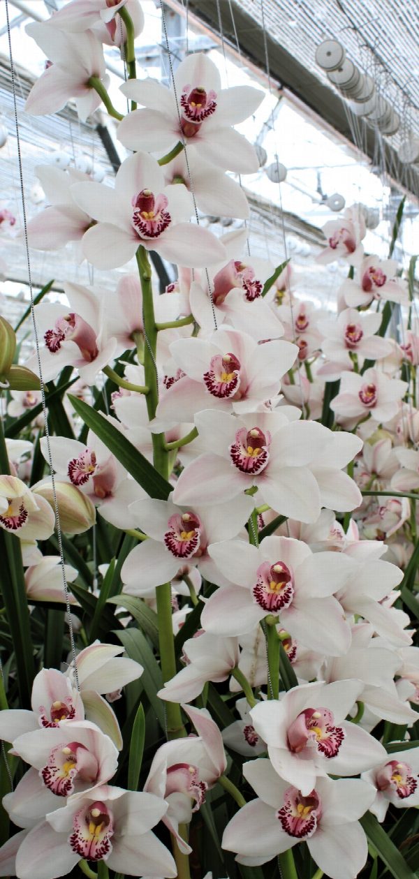 Cymbidium large flowered WESTERN ROSE, фото 4