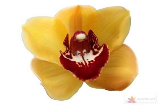 Cymbidium large flowered ORANGE FAVORIT