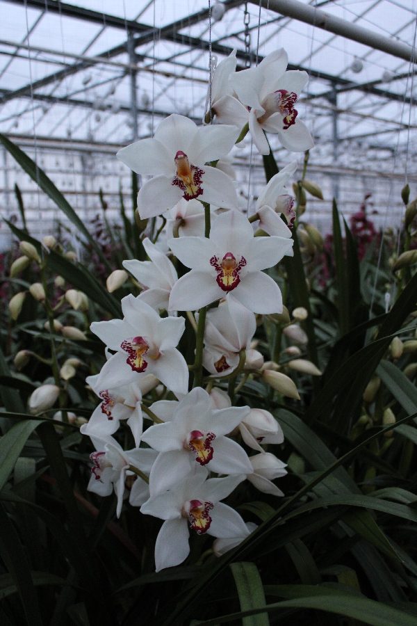 Cymbidium large flowered Cymb T Judas, foto 4