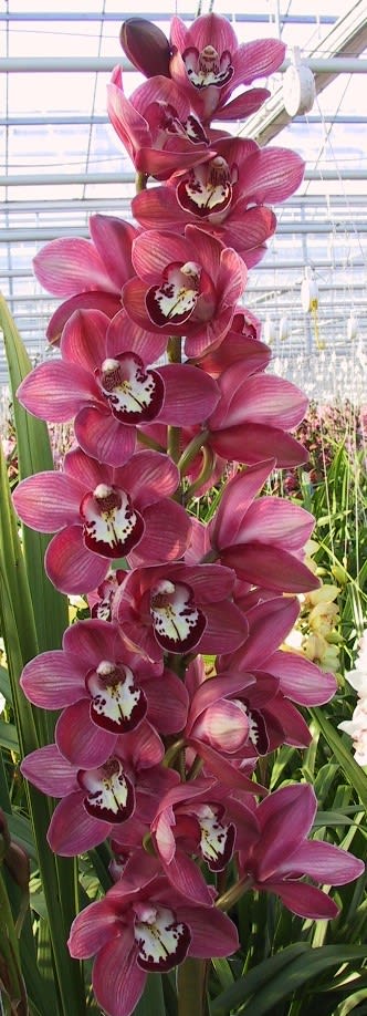 Cymbidium large flowered SO GORGEOUS, photo 3