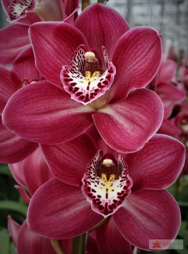 Cymbidium large flowered THOMAS, foto 3
