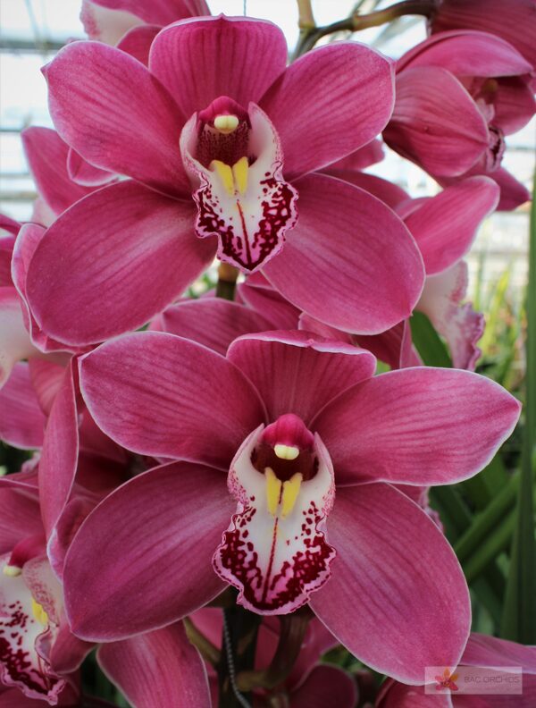 Cymbidium large flowered PRINCESS, foto 4