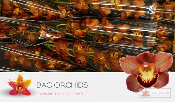 Cymbidium large flowered AUSTRALIAN PRICE, foto 5