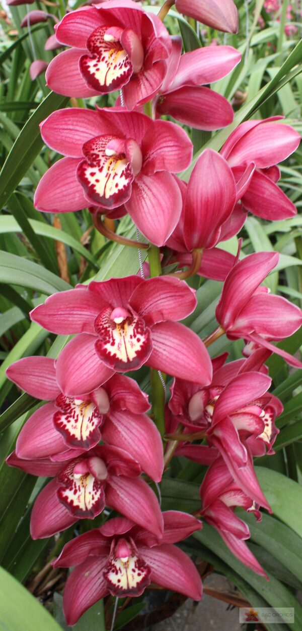 Cymbidium large flowered BAROLO, foto 2