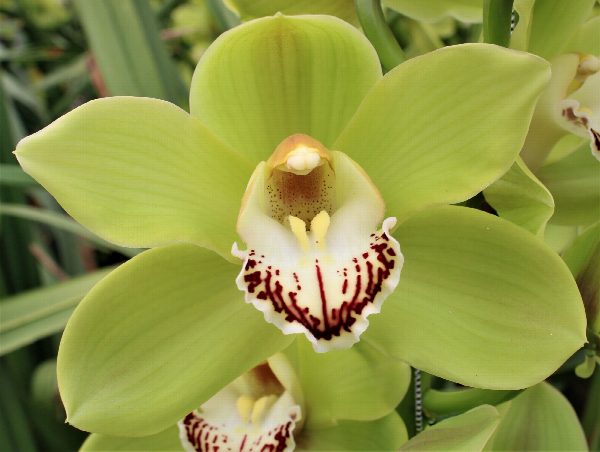 Cymbidium large flowered OVATI EMERALD, foto 4