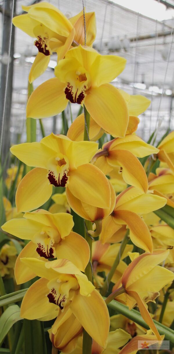 Cymbidium large flowered COOKSBRIDGE, photo 4