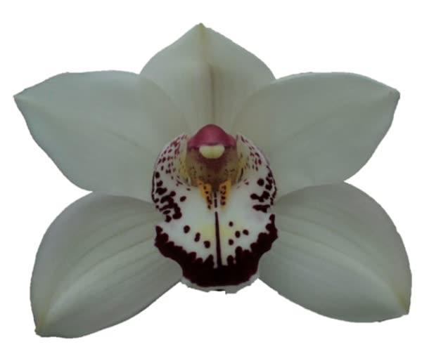 Cymbidium large flowered MRS. ESMEE, foto 2