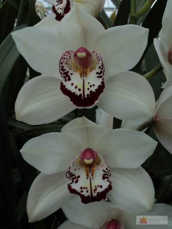 Cymbidium large flowered MRS. ESMEE, foto 3