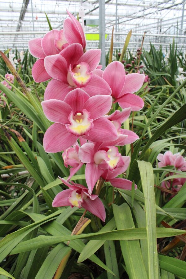 Cymbidium large flowered BD ROSANNA, foto 4