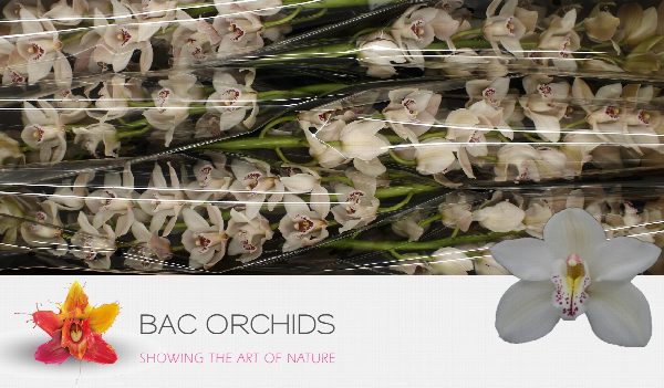 Cymbidium large flowered CASCADE
