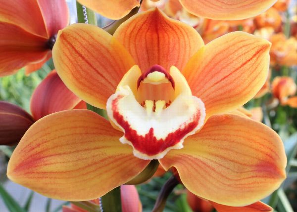 Cymbidium large flowered AMALIA, foto 2