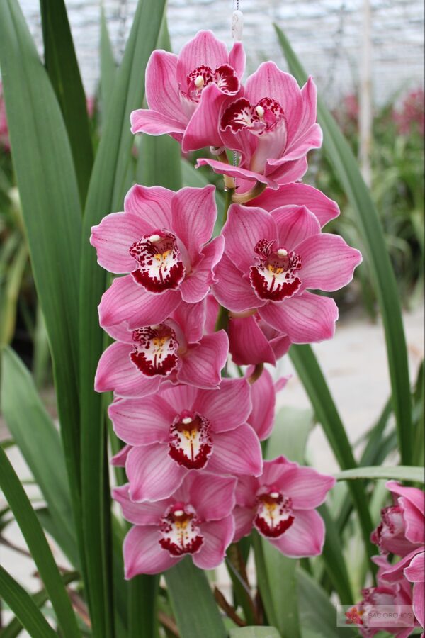 Cymbidium large flowered FANTACY, photo 5