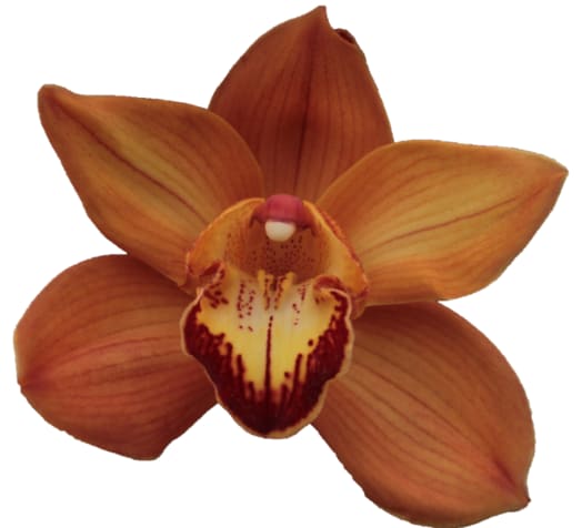 Cymbidium large flowered ARANCIA, foto 3