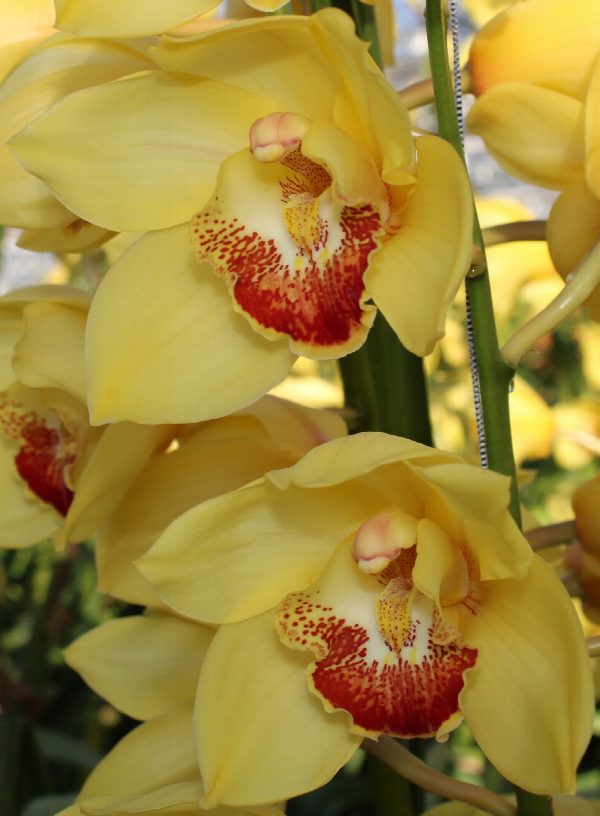 Cymbidium large flowered GOLDEN FLEECE