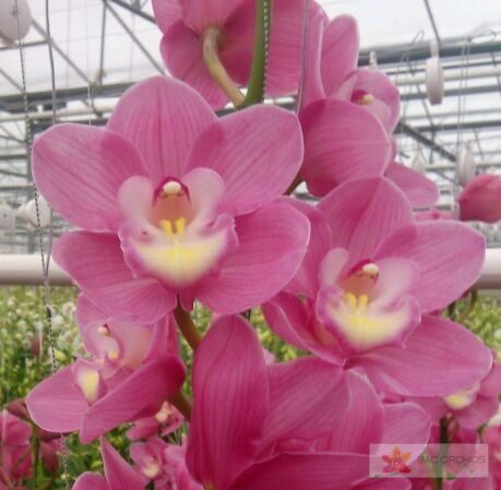 Cymbidium large flowered MARITA, photo 5
