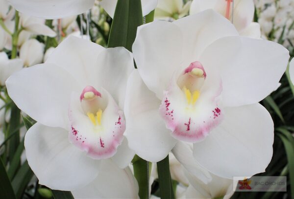 Cymbidium large flowered KILIMANJARO, фото 3