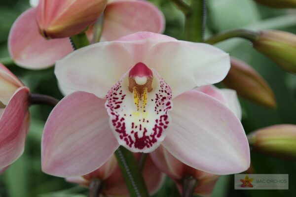 Cymbidium large flowered SUMMER MAGIC PINK, foto 2
